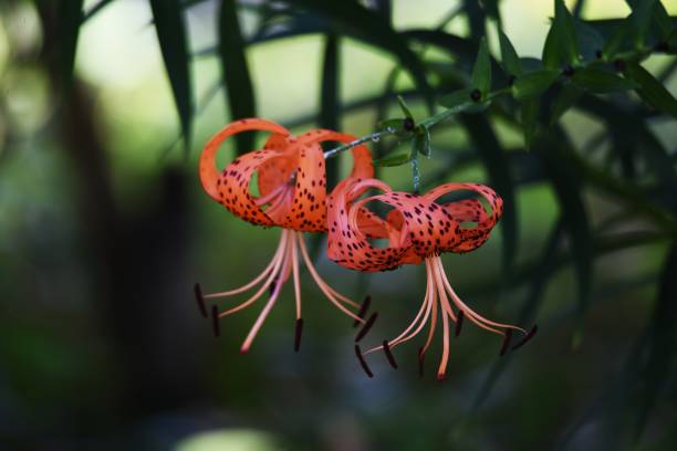 Tiger lily flowers A tiger lily flowers in summer, and a scaly bulb becomes edible. red tiger lily stock pictures, royalty-free photos & images