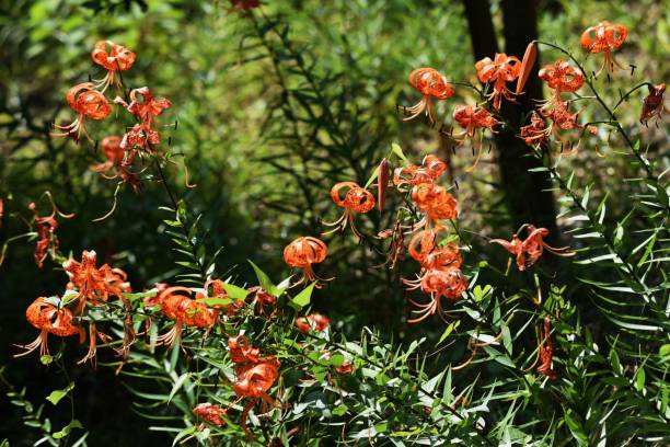 Tiger lily flowers A tiger lily flowers in summer, and a scaly bulb becomes edible. red tiger lily stock pictures, royalty-free photos & images