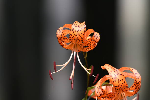 Tiger lily flowers A tiger lily flowers in summer, and a scaly bulb becomes edible. red tiger lily stock pictures, royalty-free photos & images