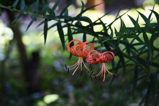 Tiger lily flowers A tiger lily flowers in summer, and a scaly bulb becomes edible. red tiger lily stock pictures, royalty-free photos & images