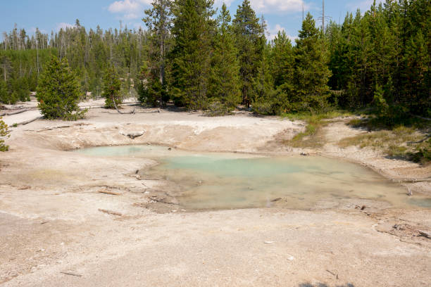 istock norris geyser back basin in Yellowstone National Park 1165861506