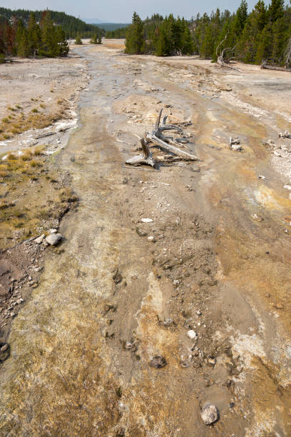 istock norris geyser back basin in Yellowstone National Park 1165861508