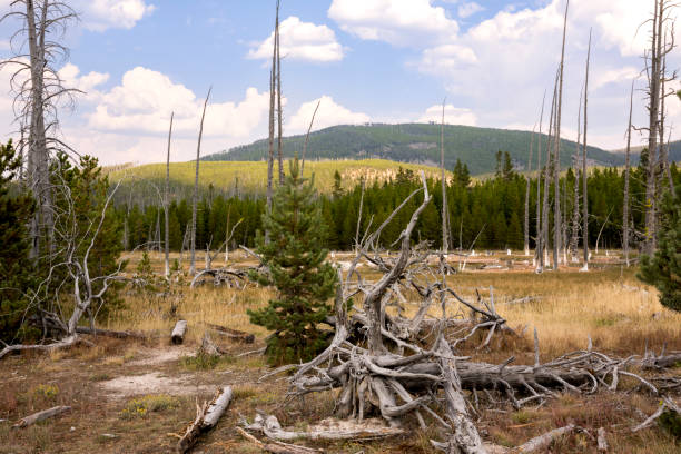 istock norris geyser back basin in Yellowstone National Park 1165861530