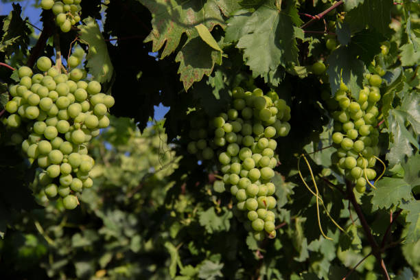 istock green grapes on a branch. harvesting 1165863254