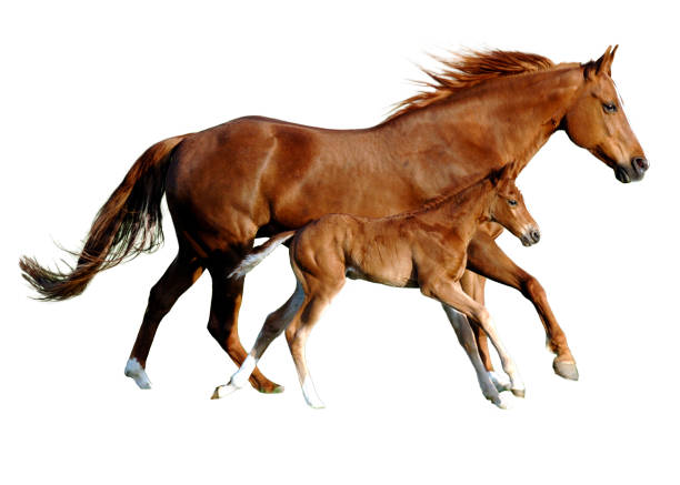 mother mare with foal in synchronous gallop