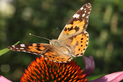Painted lady butterfly on an echinacea flower with copy space
