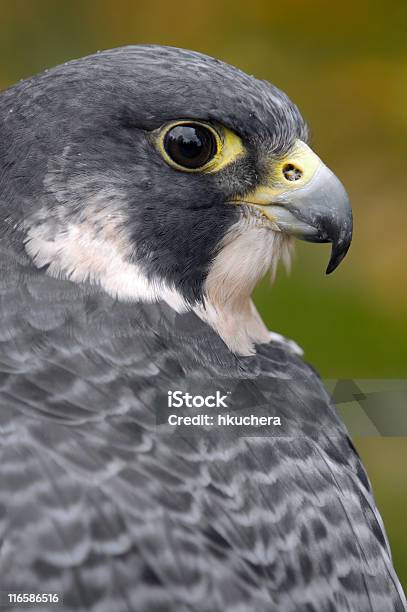 Halcón Peregrino Lo Más De Respaldo Foto de stock y más banco de imágenes de Animal