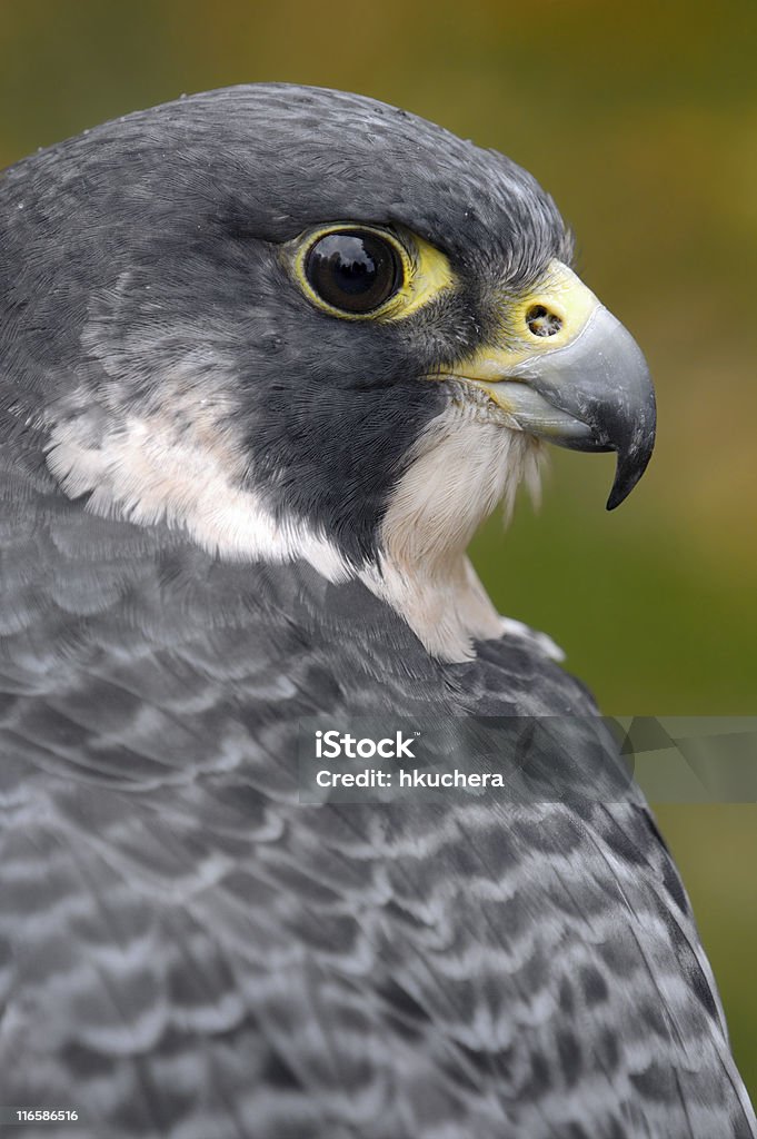 Сапсан (Falco peregrinus) выглядит на спине - Стоковые фото Без людей роялти-фри