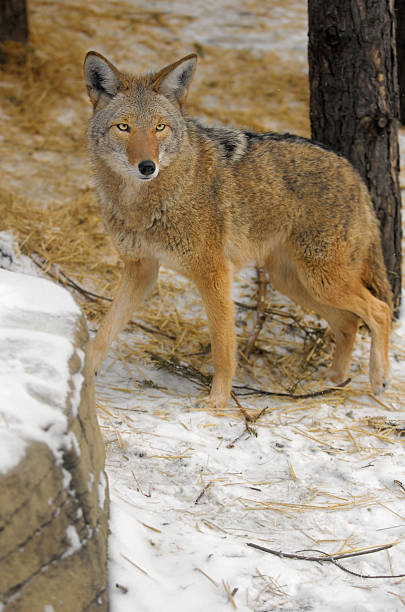 istock Coyote (Canis latrans) Walking in the Snow 116586522