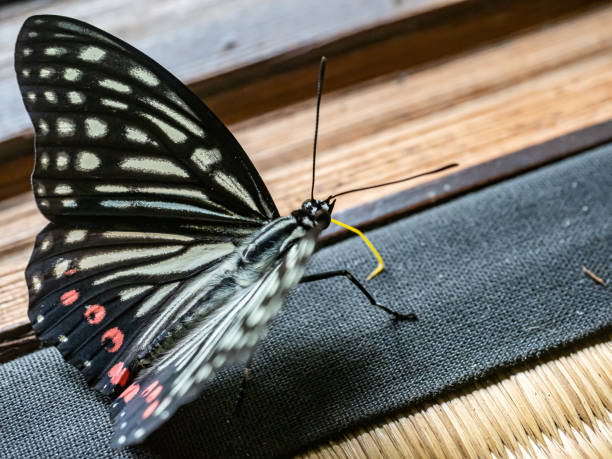istock red ring skirt butterfly on a tatami floor 1 1165866659