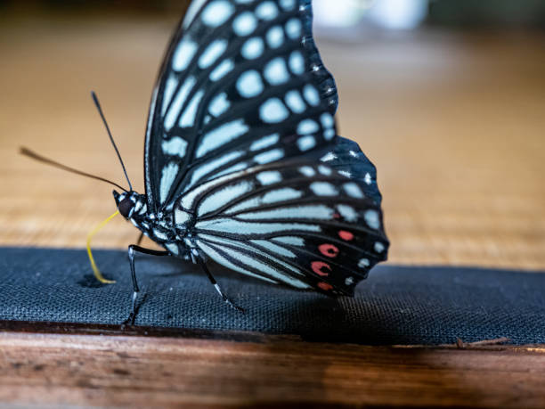 istock red ring skirt butterfly on a tatami floor 3 1165866682