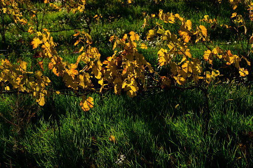 vineyard at autumn