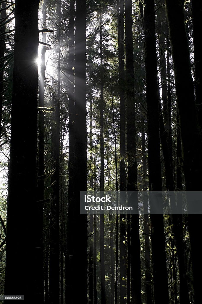 Sunbeams pelas árvores - Foto de stock de Ambiente dramático royalty-free