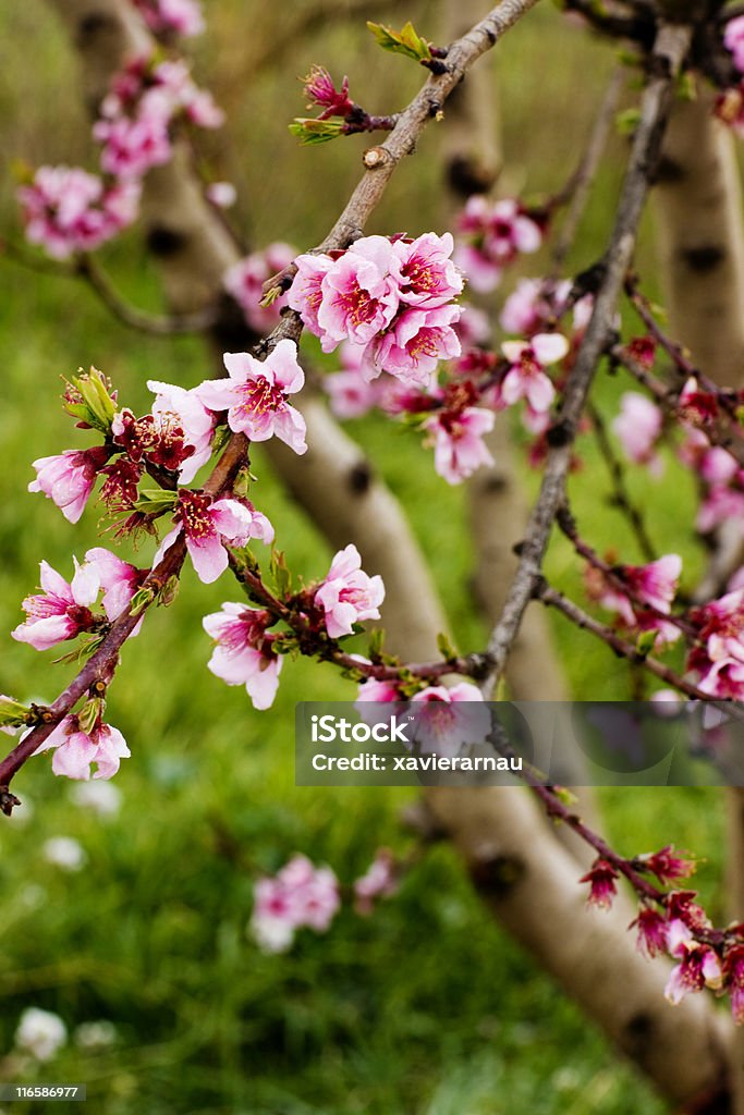 Blossom - Foto de stock de Beleza natural - Natureza royalty-free