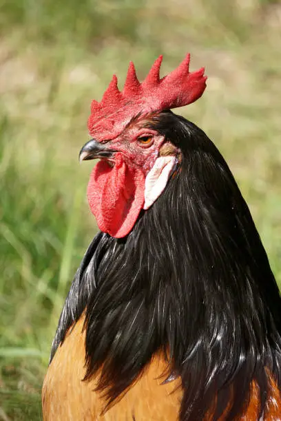 Head of a gockel. Rooster.