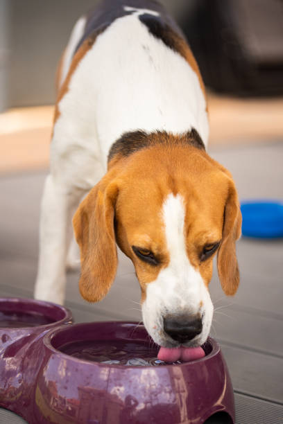 istock Beagle dog drinks water outside in sunny summer day. 1165872010