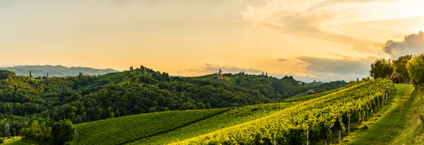 istock Grape hills and mountains view from wine street in Styria, Austria ( Sulztal Weinstrasse ) in summer. 1165872011
