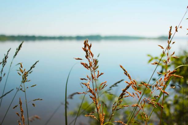 istock spikelets of soft dry grass on a sunny day 1165872243