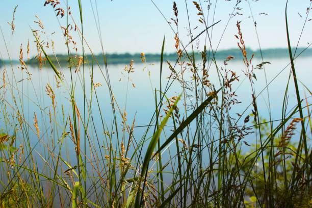 istock spike on the background of the river 1165872247