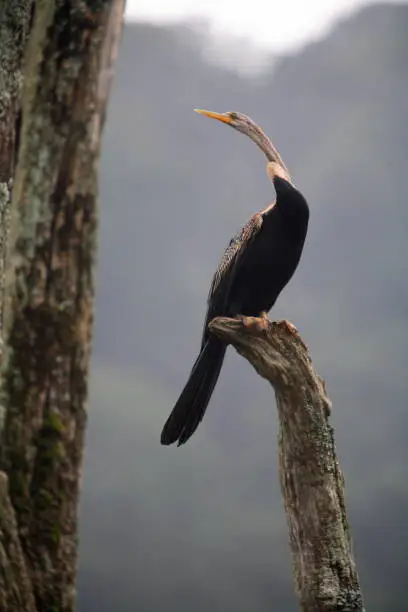 Photo of Oriental Darter, Anhinga melanogaster, at Backwater Cannal, KerelaÊ