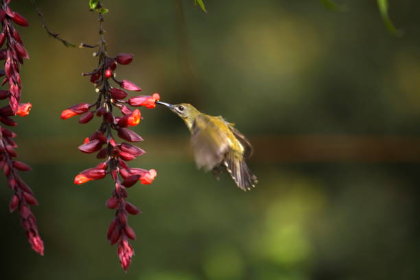 istock Little spiderhunter, Arachnothera longirostra, Sucking the nectar from flower at Periyar, Kerala 1165874898