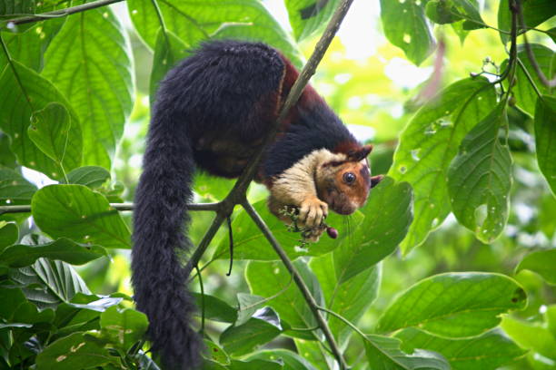 istock The Malabar Giant Squirrel (Ratufa indica maxima) is a brightly coloured squirrel that is almost as large as a house cat. at Periyar National Park, Thekady, Kerala, IndiaÊ 1165874942