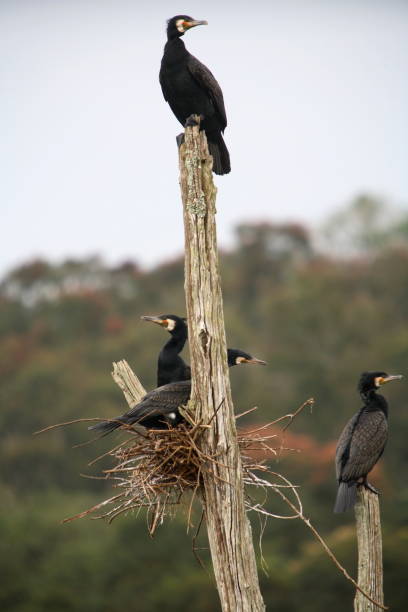 istock Great Cormorant, Phalacrocorax carbo, at Periyar, Kerala 1165874962