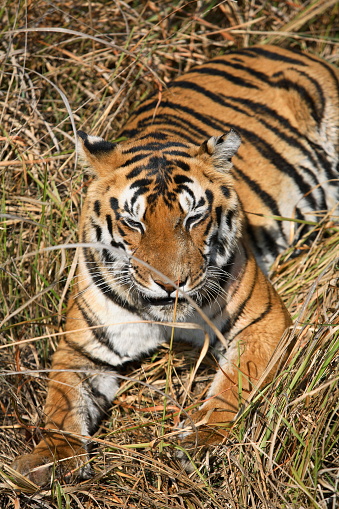 Female tiger, Panthera tigris, resting at Kanha National Park, Madhya Pradesh, India.