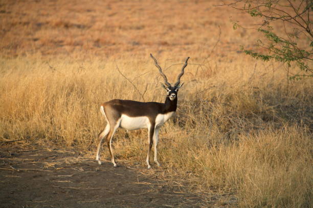 a male black buck, antelope cervicapra at velavadar sanctuary, gujrat, india. - hirschziegenantilope stock-fotos und bilder