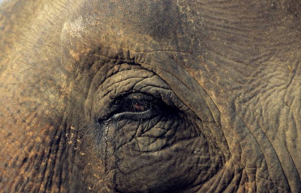 istock Eye of Indian Elephant, Elephas maximus, Linnaeus 1165876212