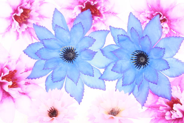 Flowers,Flower,Postcard,Coleidoscope,Decoration,Flora,Pistil,Stamen,Photo,Color,White,Pink,Purple,Blue,Shade,Spring,Mood,Inspiration,Spring,Love,Fantasy.
