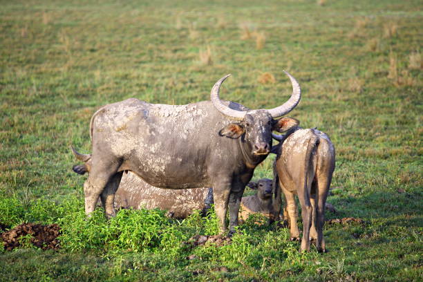 istock Wild Buffulo (Bubalus Bubalis), at Kaziranga National Park, Assam, India 1165877200