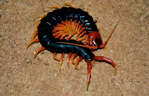 istock Scolopendra, Maharashtra India. 1165877274