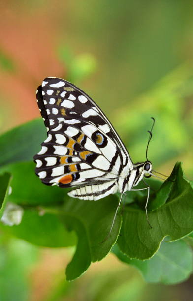 istock Lime Butterfly, basking at Hedvi, Western Maharashtra 1165877318