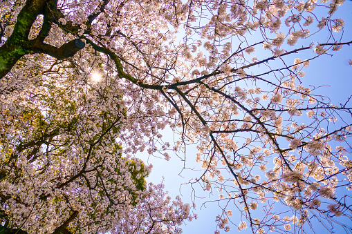 Sakura of the sky and the full bloom of fine weather. Shooting Location: Yokohama-city kanagawa prefecture