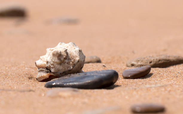 istock mollusk shells on the seashore, ocean coast 1165878378