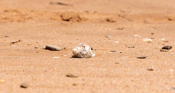 istock mollusk shells on the seashore, ocean coast 1165878404