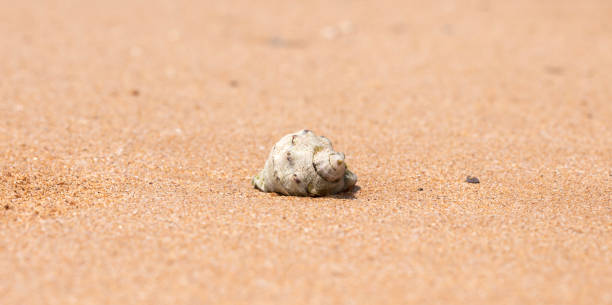 istock mollusk shells on the seashore, ocean coast 1165878439
