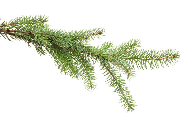 istock Fir branch isolated on white background 1165878669
