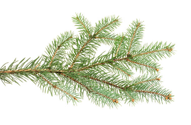 istock Fir branch isolated on white background 1165879216