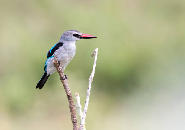 istock A woodland kingfisher 1165879523