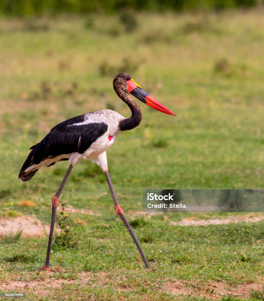 A saddle-billed stork - Royalty-free Andar Foto de stock A saddle-billed stork - Royalty-free Andar Foto de stock