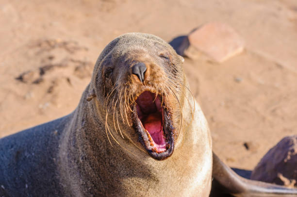 istock Cape fur seal, Cape Cross, Namibia 1165879618