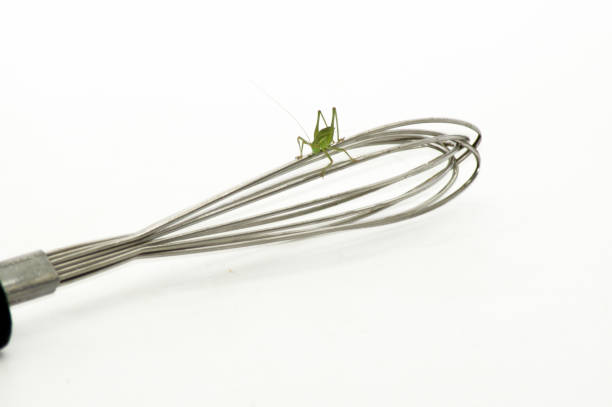 Grasshopper on whish exposed to white background