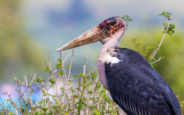 A beautiful closeup of the marabu stork A beautiful closeup of the marabu stork marabu stork stock pictures, royalty-free photos & images