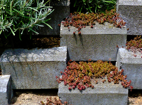 staggered concrete block retaining wall detail. frontal view with small green creeper shrubs and dirt patches for plants. do it yourself concept. home construction solution. resolution for slope yard