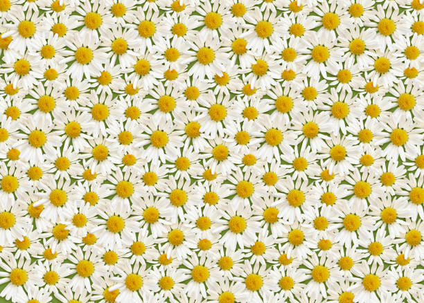 Daisy flowers on green background. Flat lay. Top view.