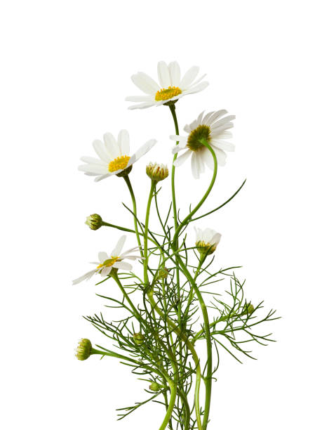 istock Daisy flowers bouquet 1165884650