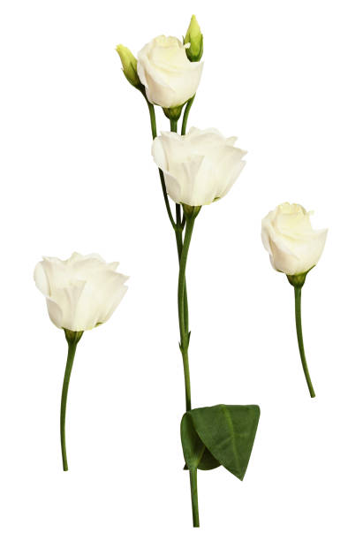 istock Set of eustoma flower and buds 1165885455