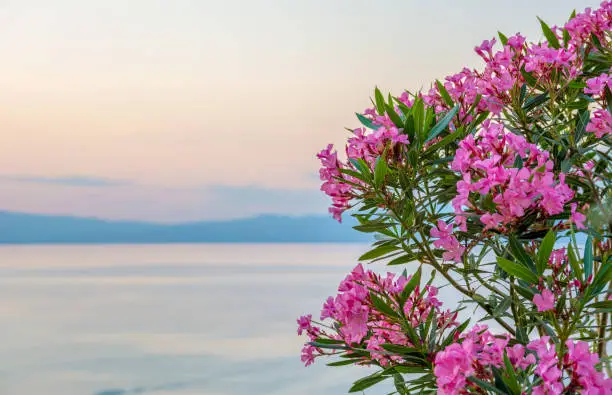 Beautiful Oleander with the Aegean Sea and hills in the background, Greece.